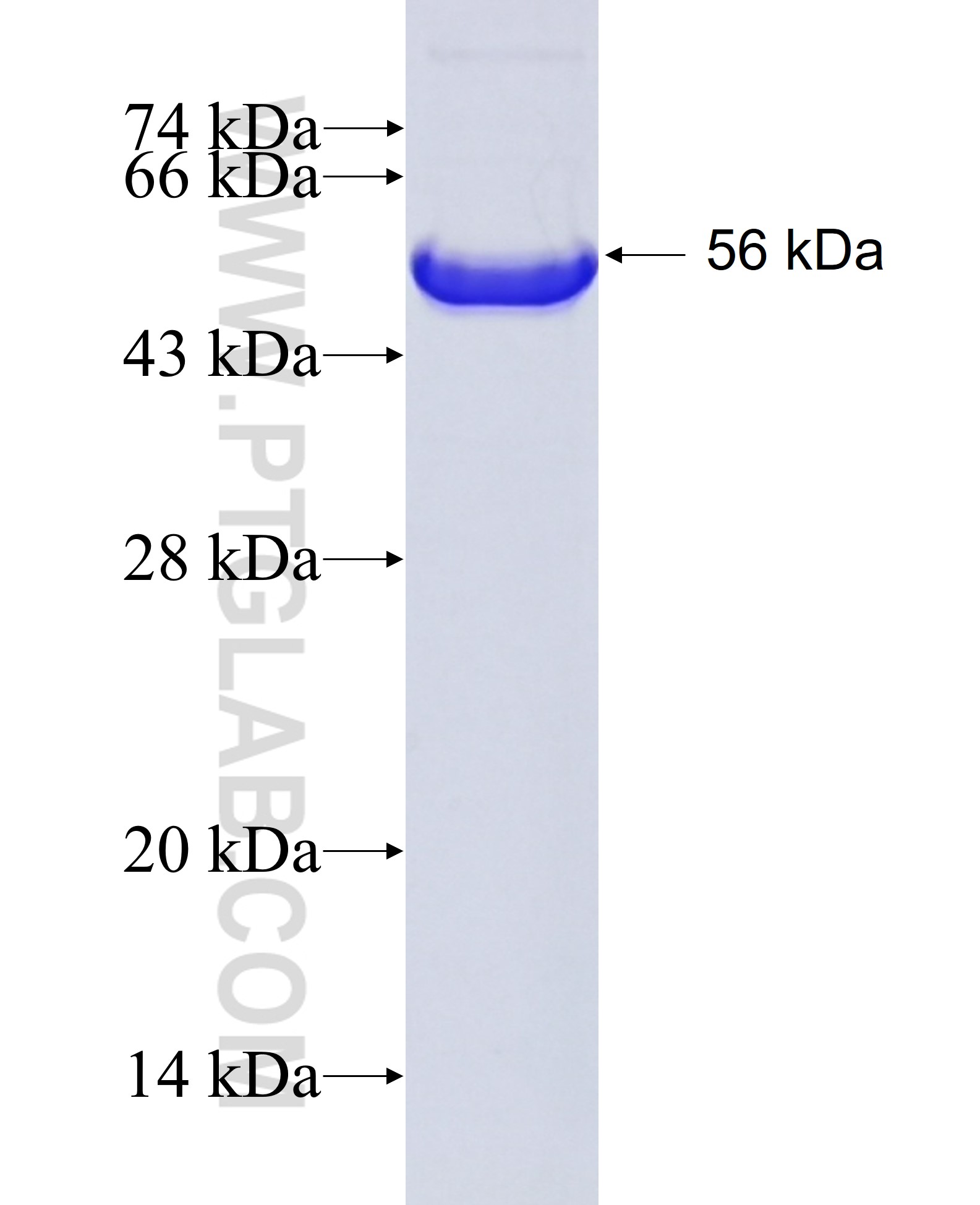 SFPQ fusion protein Ag7181 SDS-PAGE