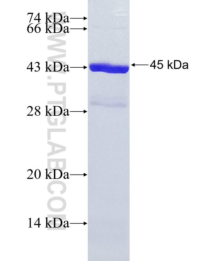 SFRP2 fusion protein Ag25642 SDS-PAGE