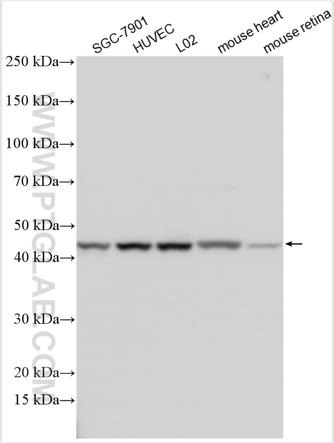 WB analysis using 14283-1-AP