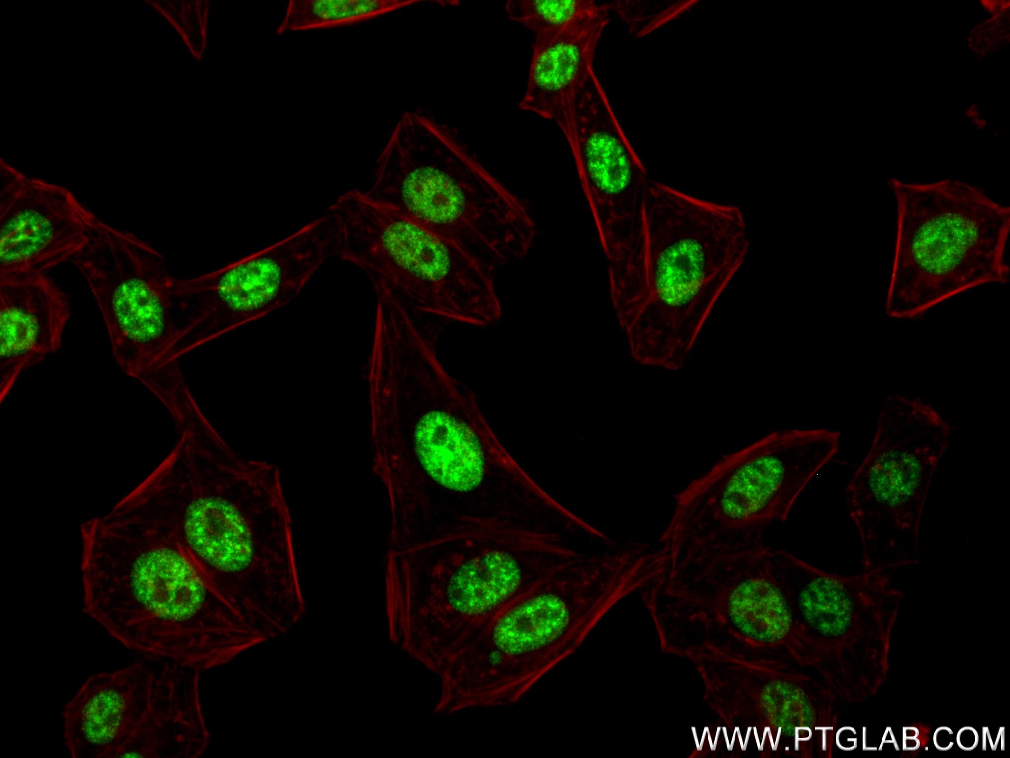 IF Staining of HepG2 using 83605-6-RR