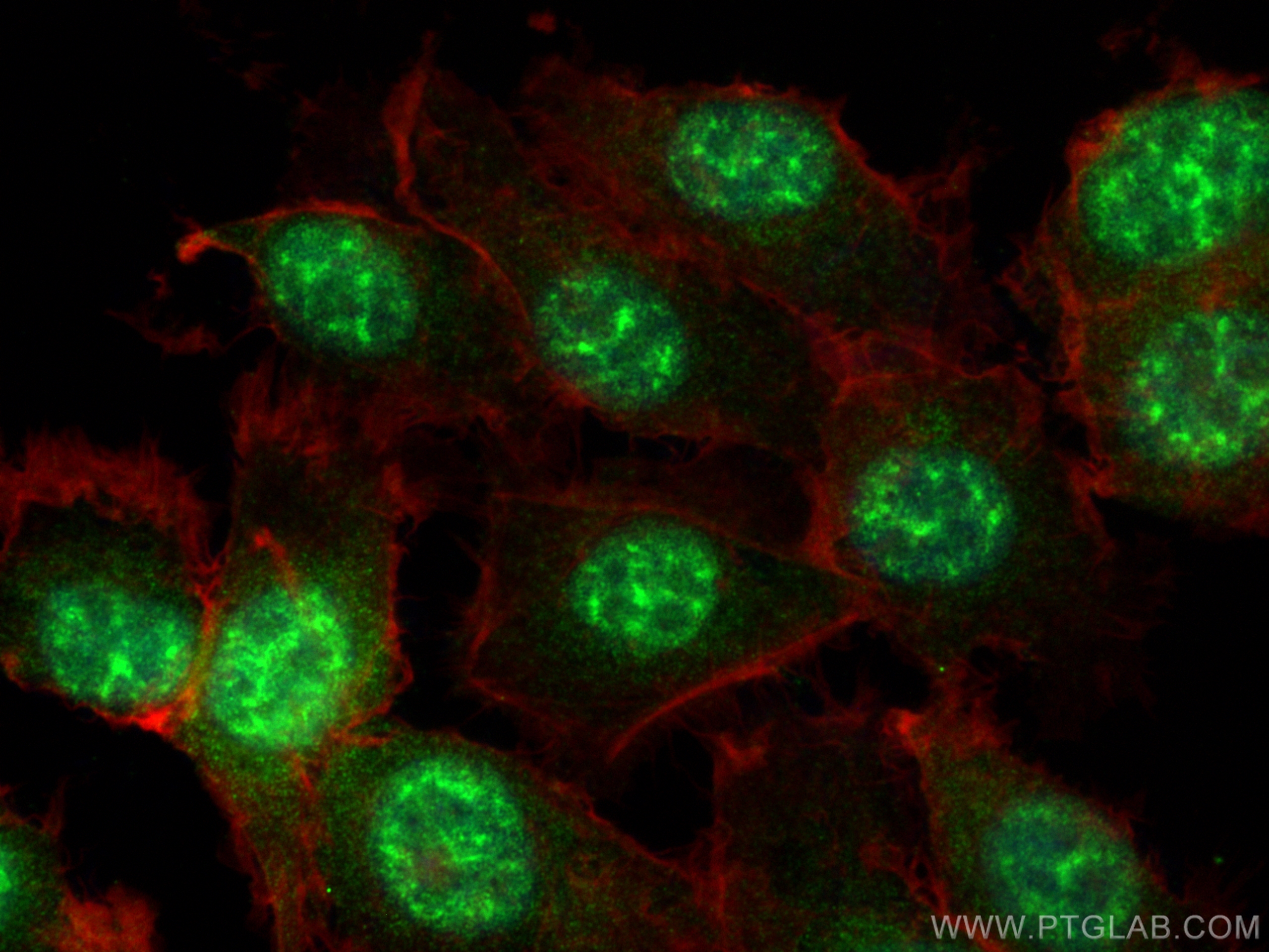 IF Staining of HT-1080 using 13441-1-AP