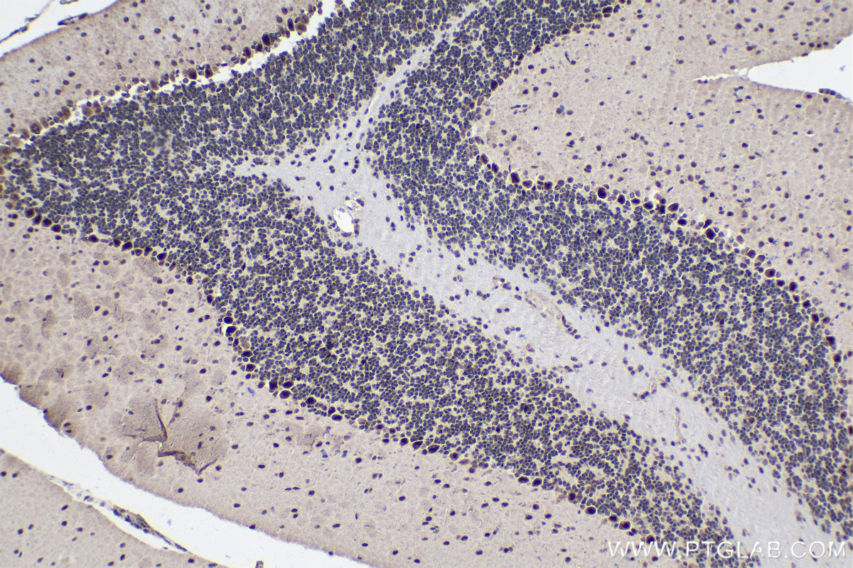 IHC staining of mouse cerebellum using 13441-1-AP