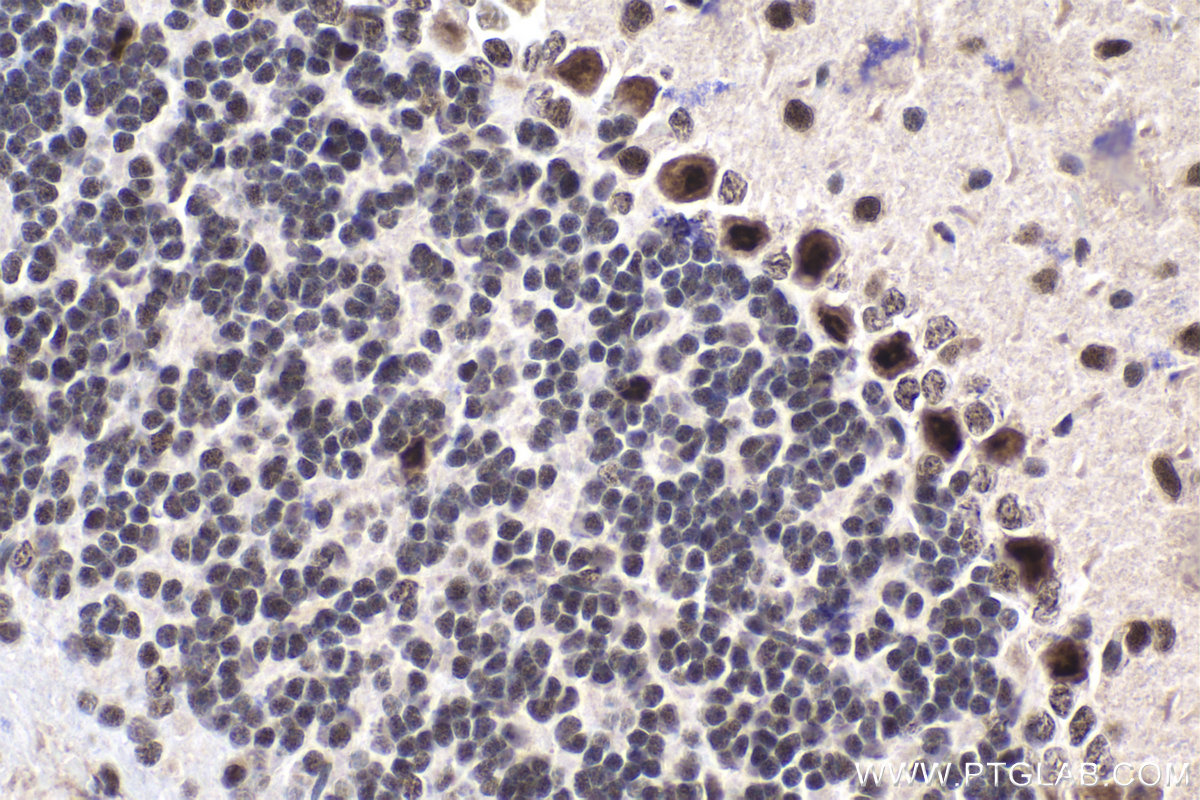 IHC staining of mouse cerebellum using 13441-1-AP