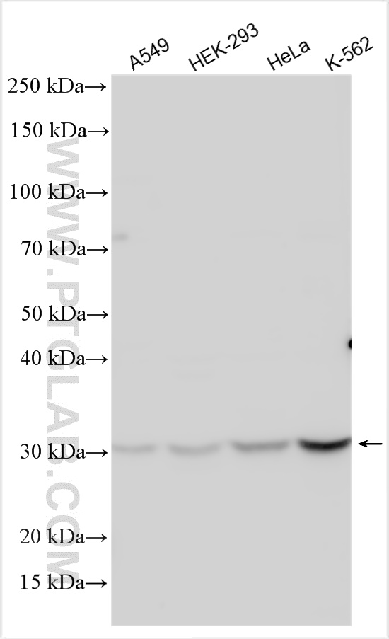 WB analysis using 21212-1-AP