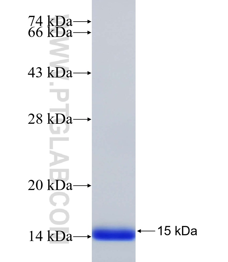 SFTPA1 fusion protein Ag33136 SDS-PAGE