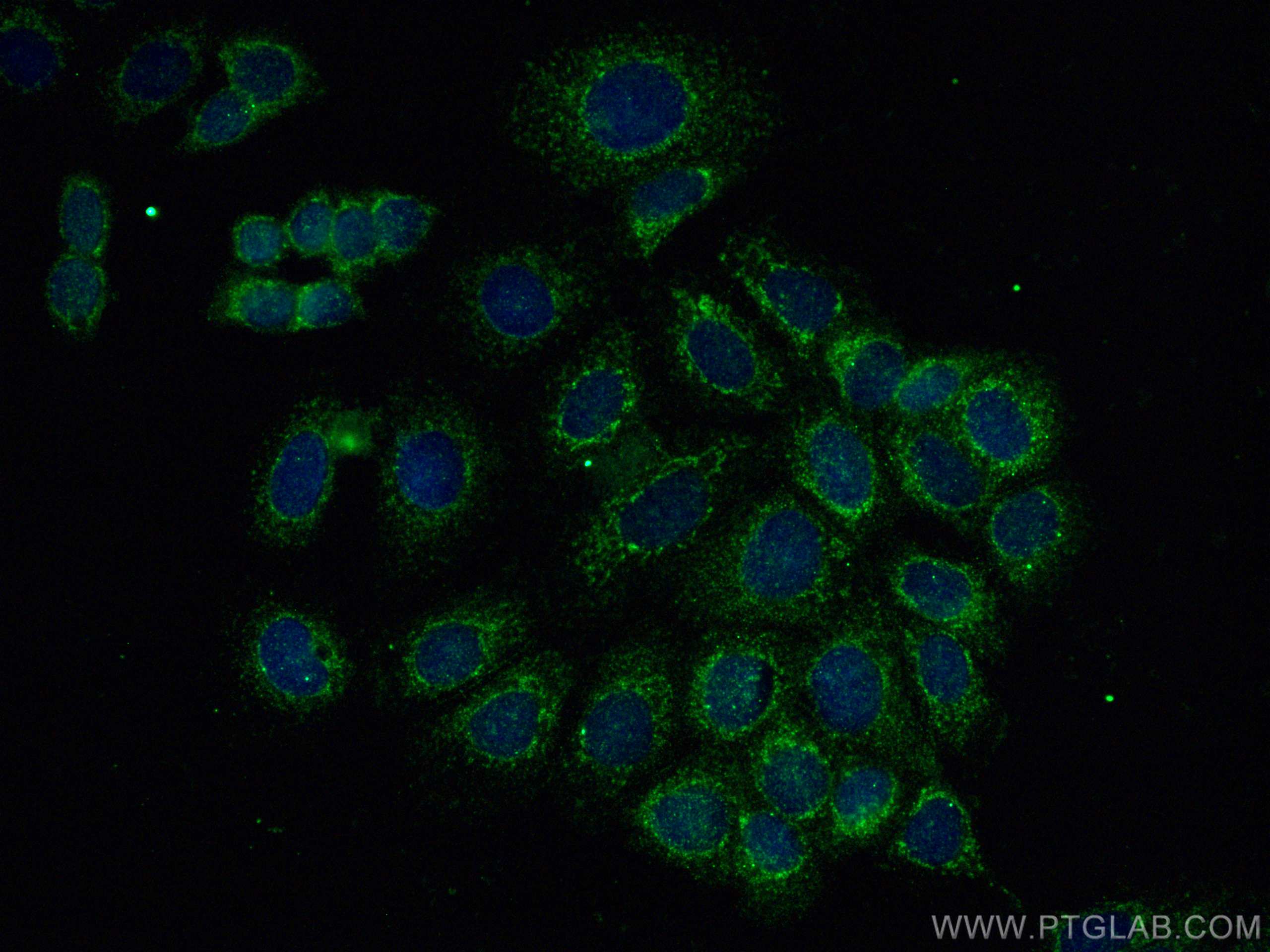 IF Staining of MCF-7 using 68024-1-Ig (same clone as 68024-1-PBS)