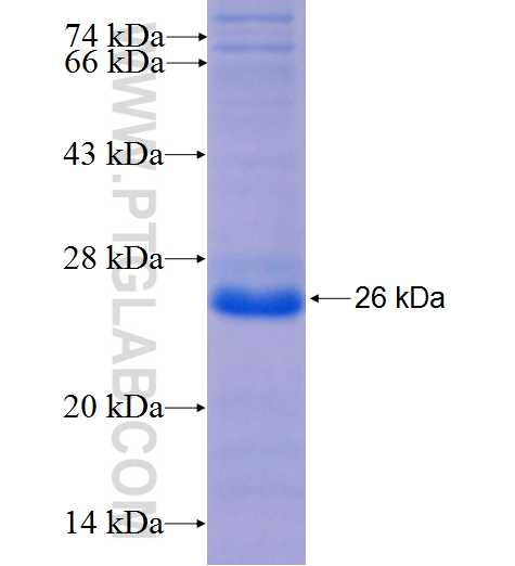 SGEF fusion protein Ag26034 SDS-PAGE