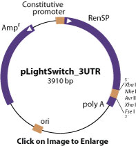 pLightSwitch_3UTR vector diagram