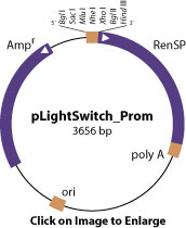 pLightSwitch_prom vector diagram