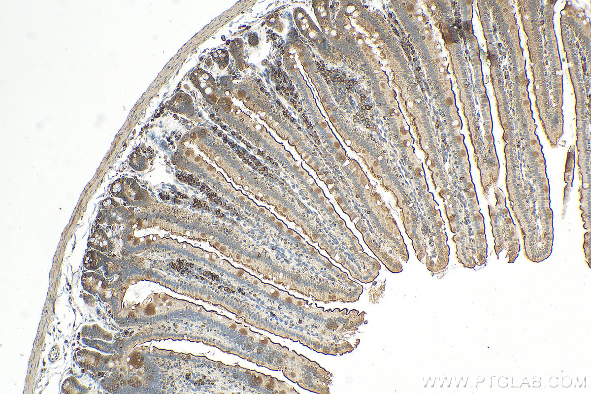 IHC staining of mouse small intestine using 30861-1-AP