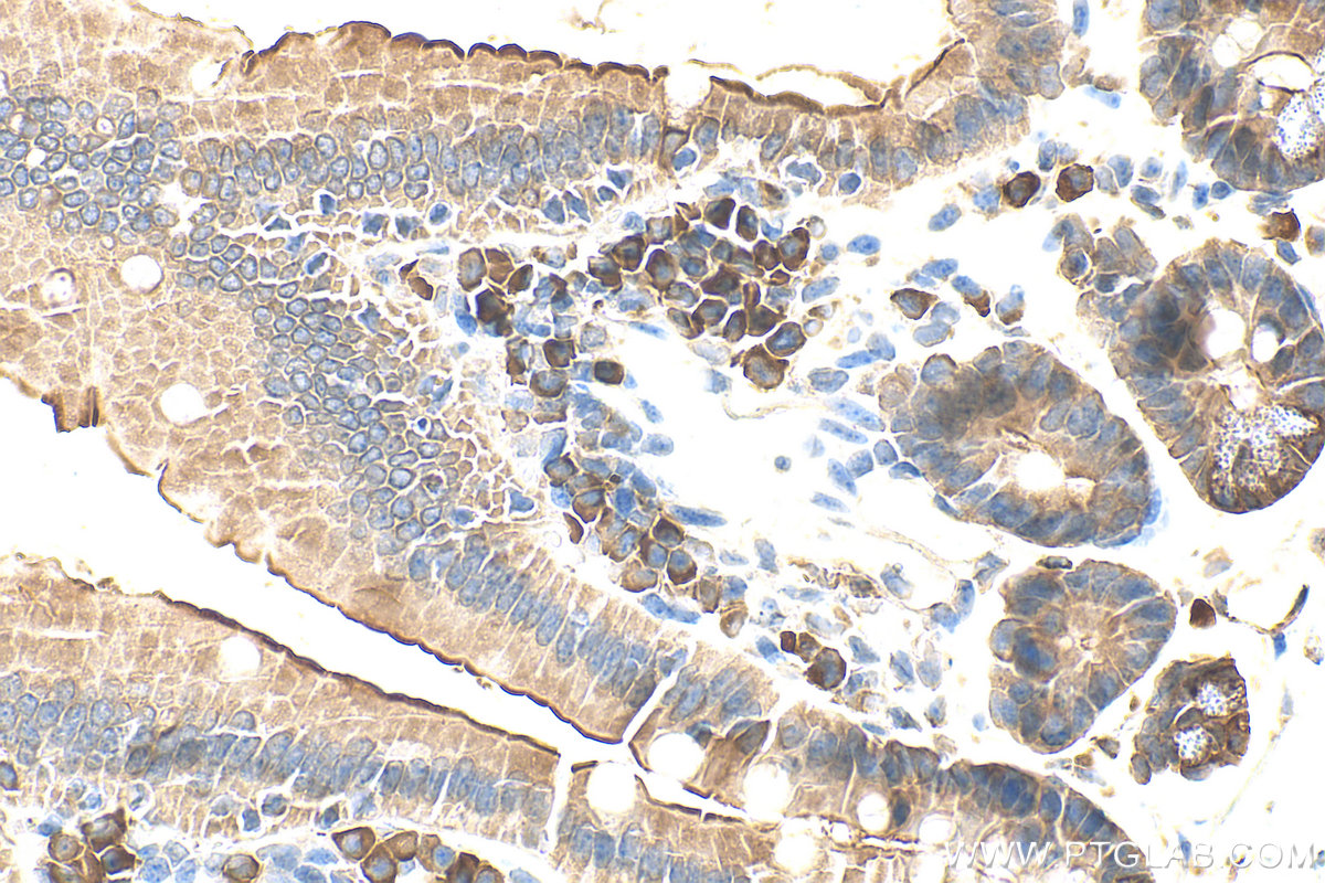 IHC staining of mouse small intestine using 30861-1-AP