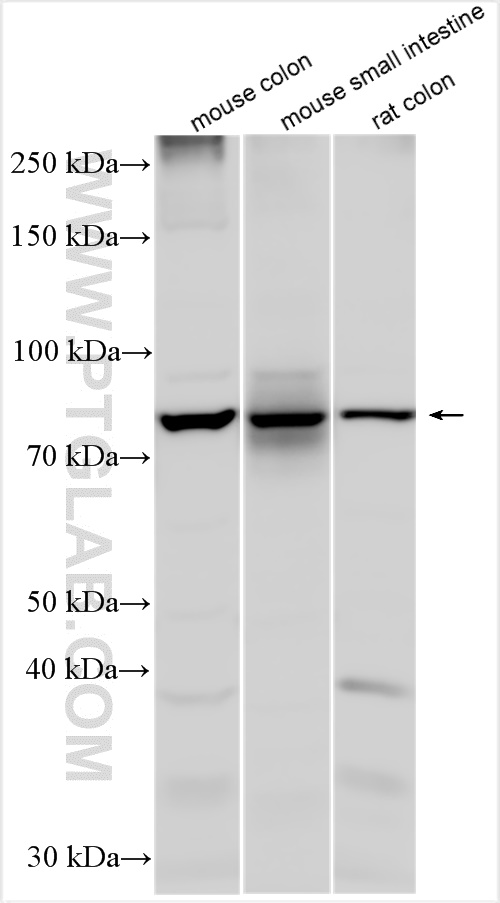 WB analysis using 30861-1-AP