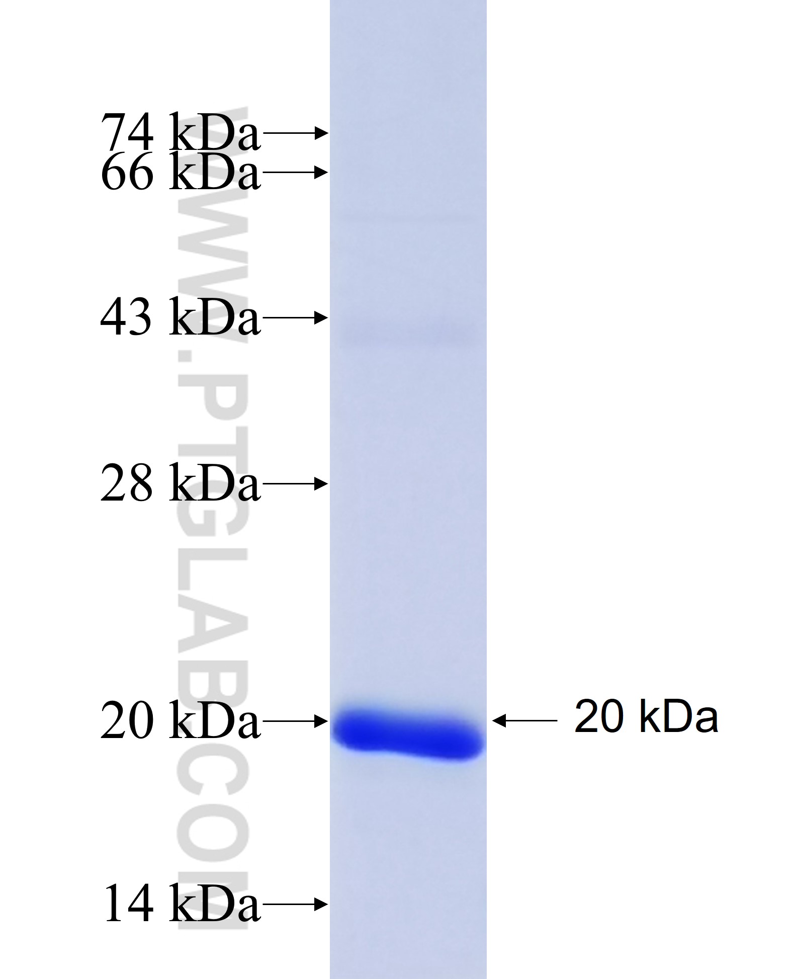 SH2D1A fusion protein Ag19292 SDS-PAGE