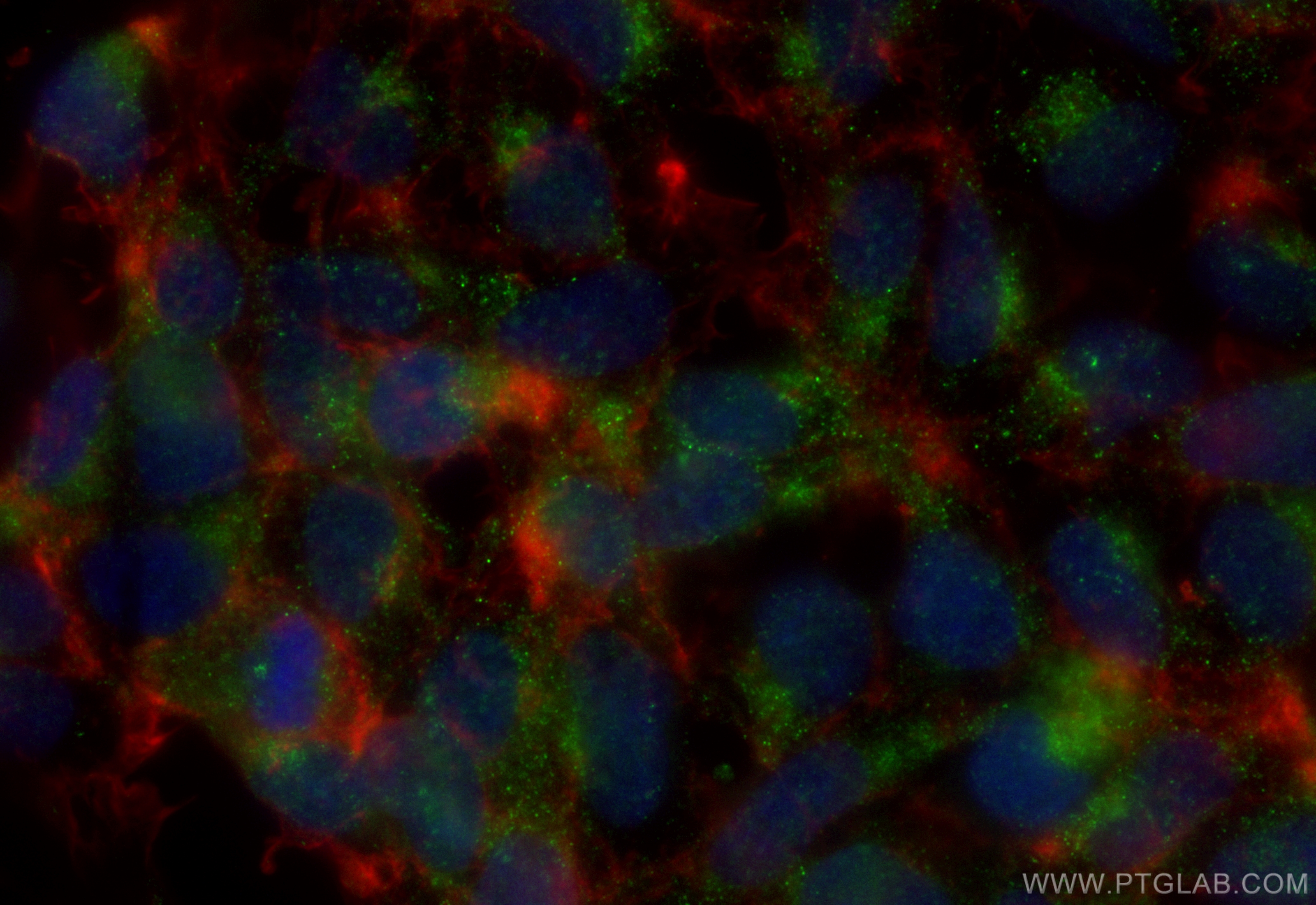 IF Staining of HEK-293 using CL488-55320