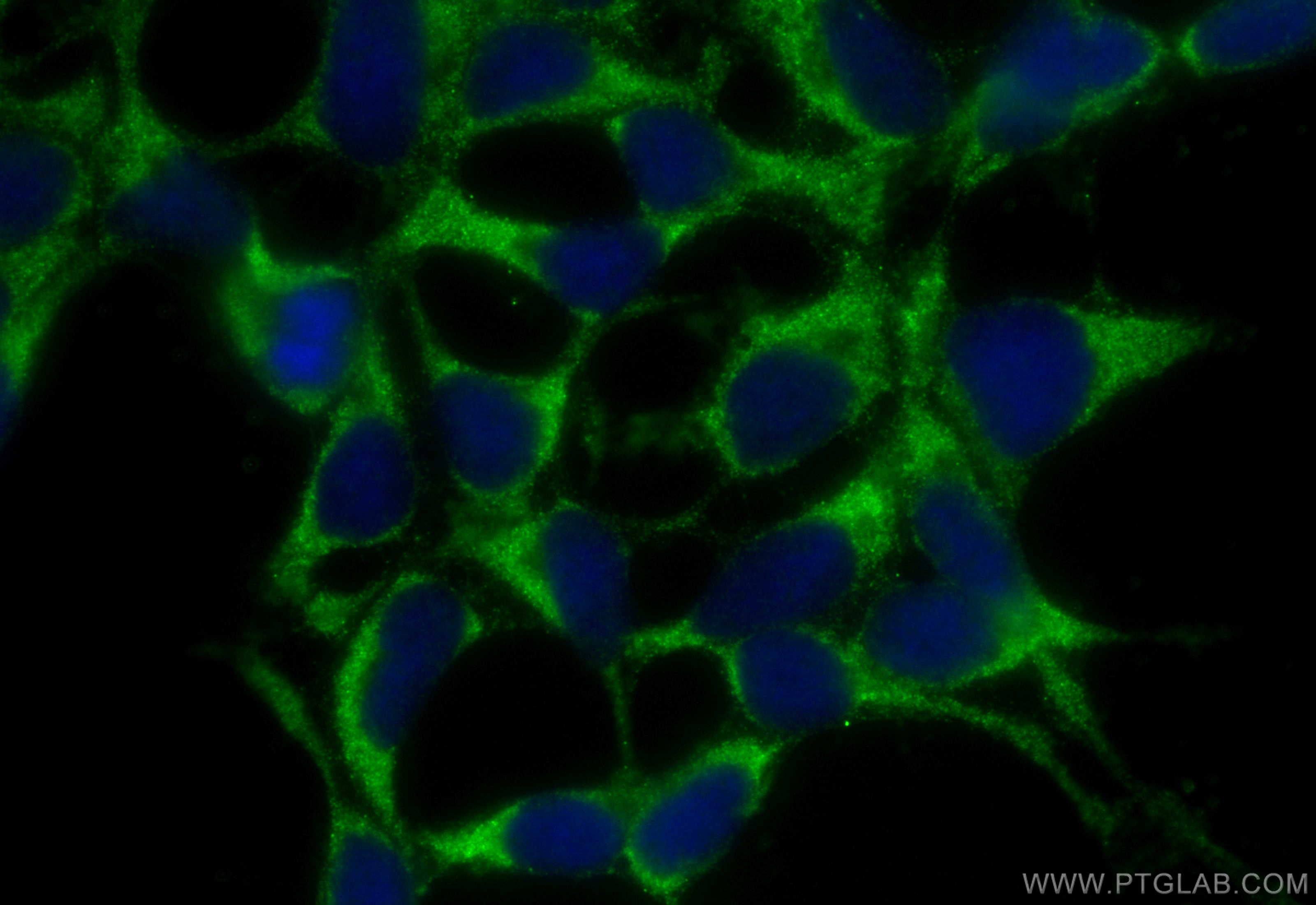 IF Staining of HEK-293 using CL488-55320