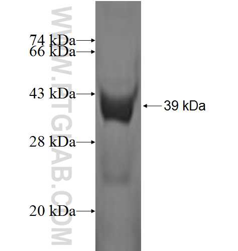 SH3BGRL fusion protein Ag1780 SDS-PAGE