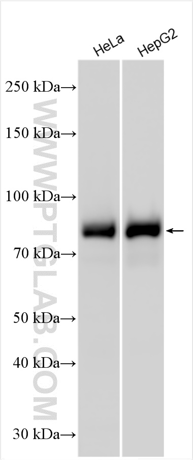 WB analysis using 20541-1-AP