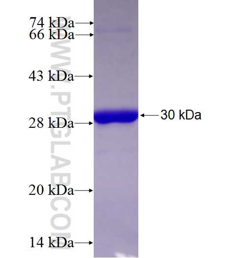 SH3TC2 fusion protein Ag27366 SDS-PAGE