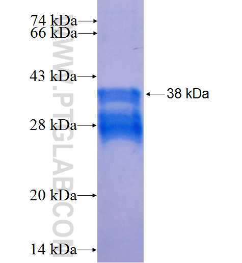 SHANK2 fusion protein Ag26101 SDS-PAGE