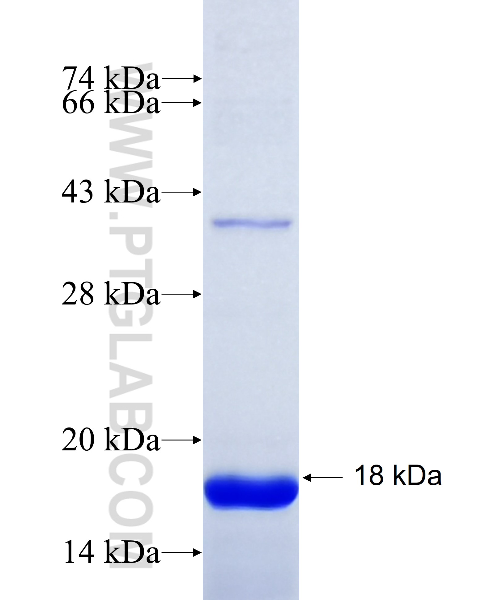 SHANK2 fusion protein Ag26114 SDS-PAGE