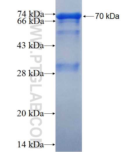 SHARPIN fusion protein Ag6201 SDS-PAGE