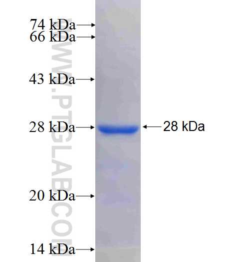 SHC1 fusion protein Ag25173 SDS-PAGE