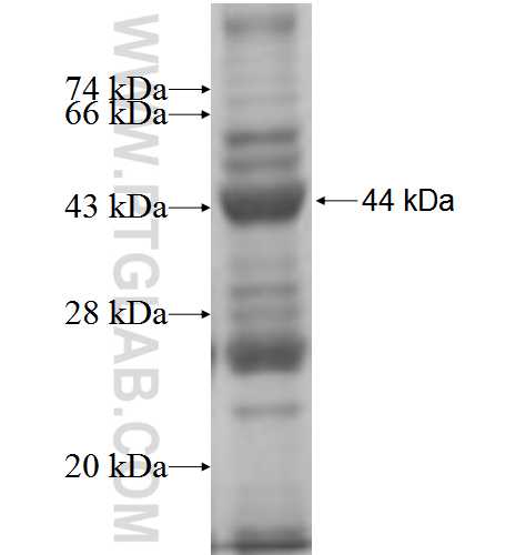 SHMT1 fusion protein Ag5833 SDS-PAGE