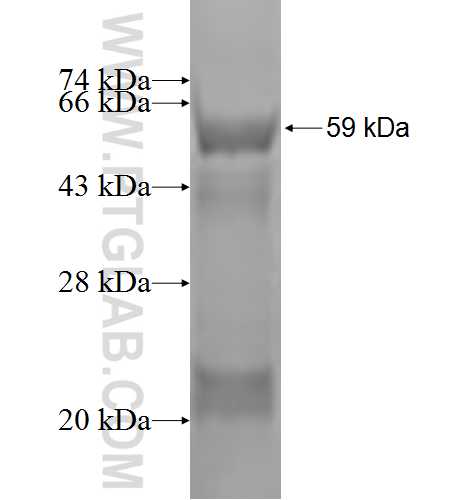 SHMT2 fusion protein Ag1584 SDS-PAGE