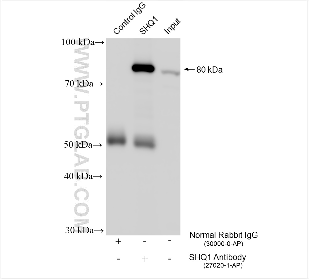 IP experiment of K-562 using 27020-1-AP