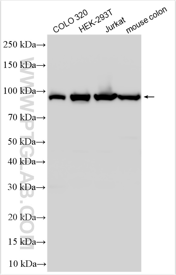 WB analysis using 55352-1-AP