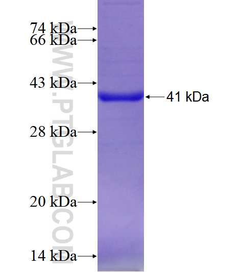 siglec9 fusion protein ag4201 sds-page