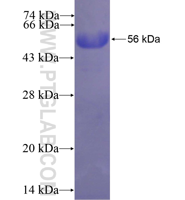 SILV fusion protein Ag6726 SDS-PAGE