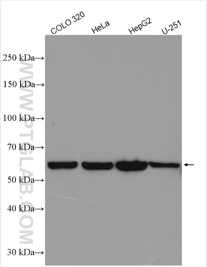 WB analysis using 21069-1-AP