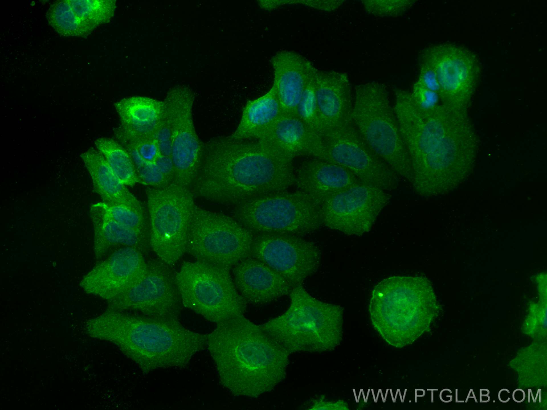 IF Staining of MCF-7 using 26793-1-AP