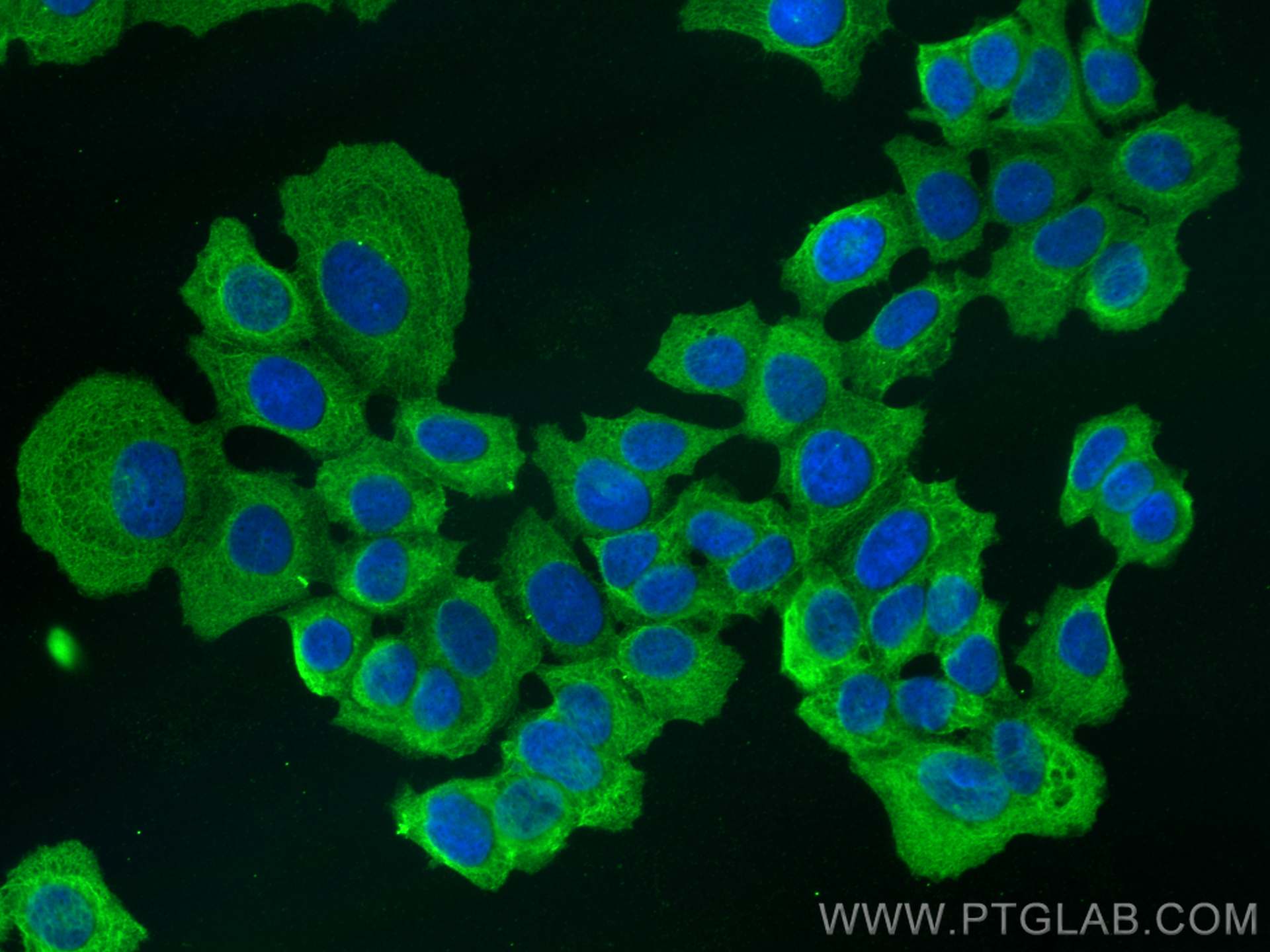 IF Staining of MCF-7 using 26793-1-AP