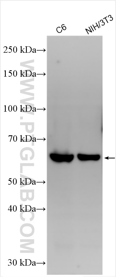 WB analysis using 31485-1-AP