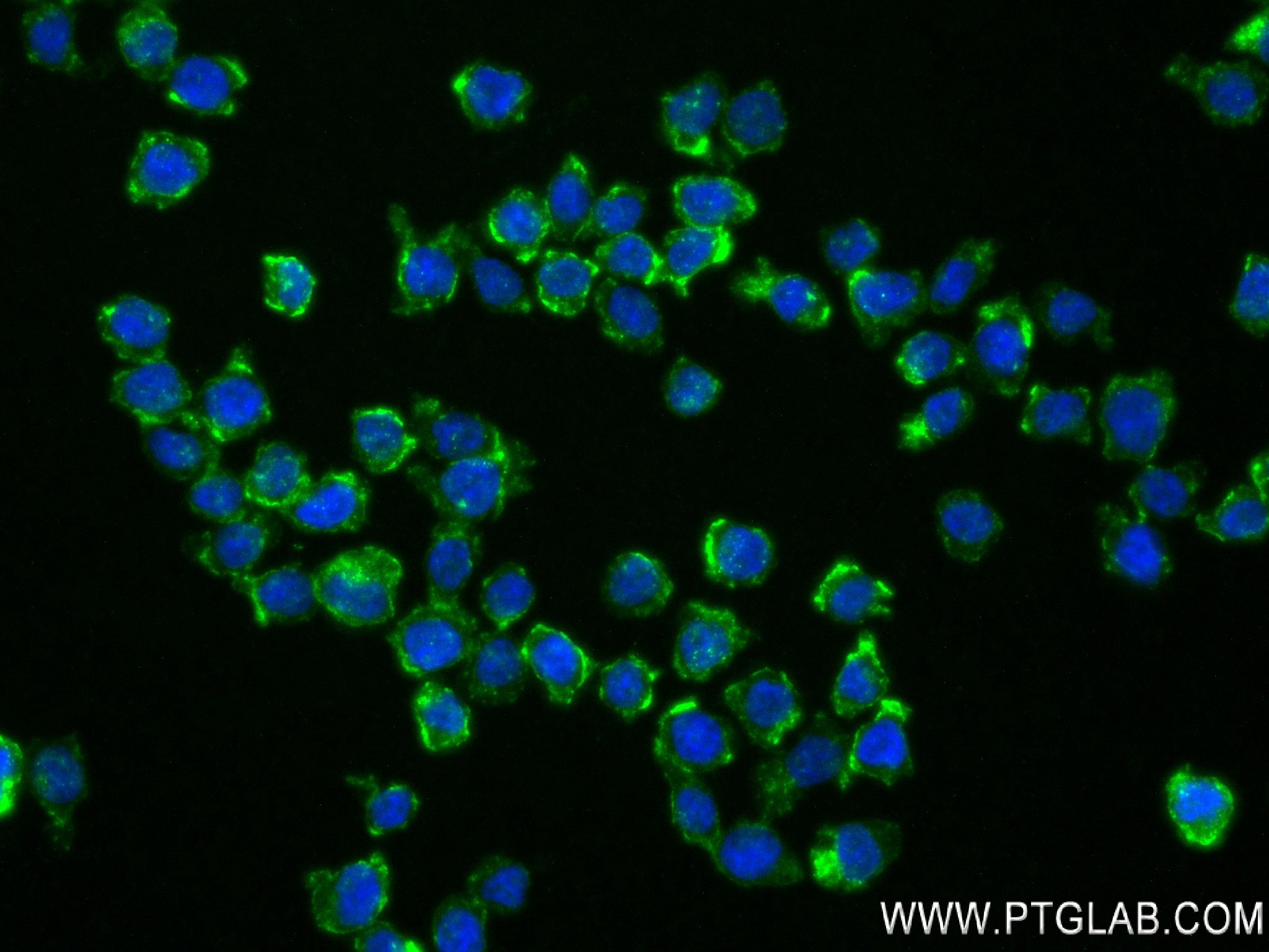 IF Staining of THP-1 using 83729-3-RR (same clone as 83729-3-PBS)