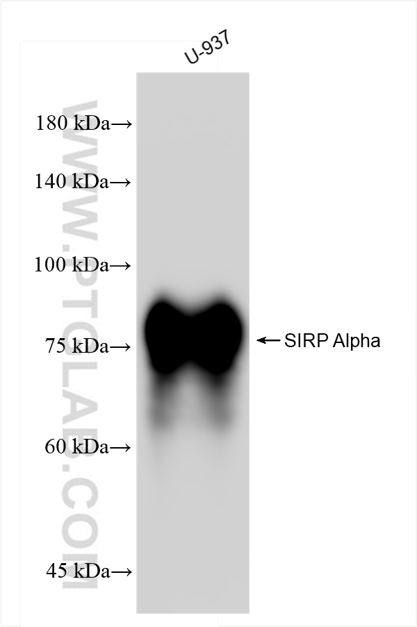 WB analysis of U-937 using 83729-5-RR (same clone as 83729-5-PBS)