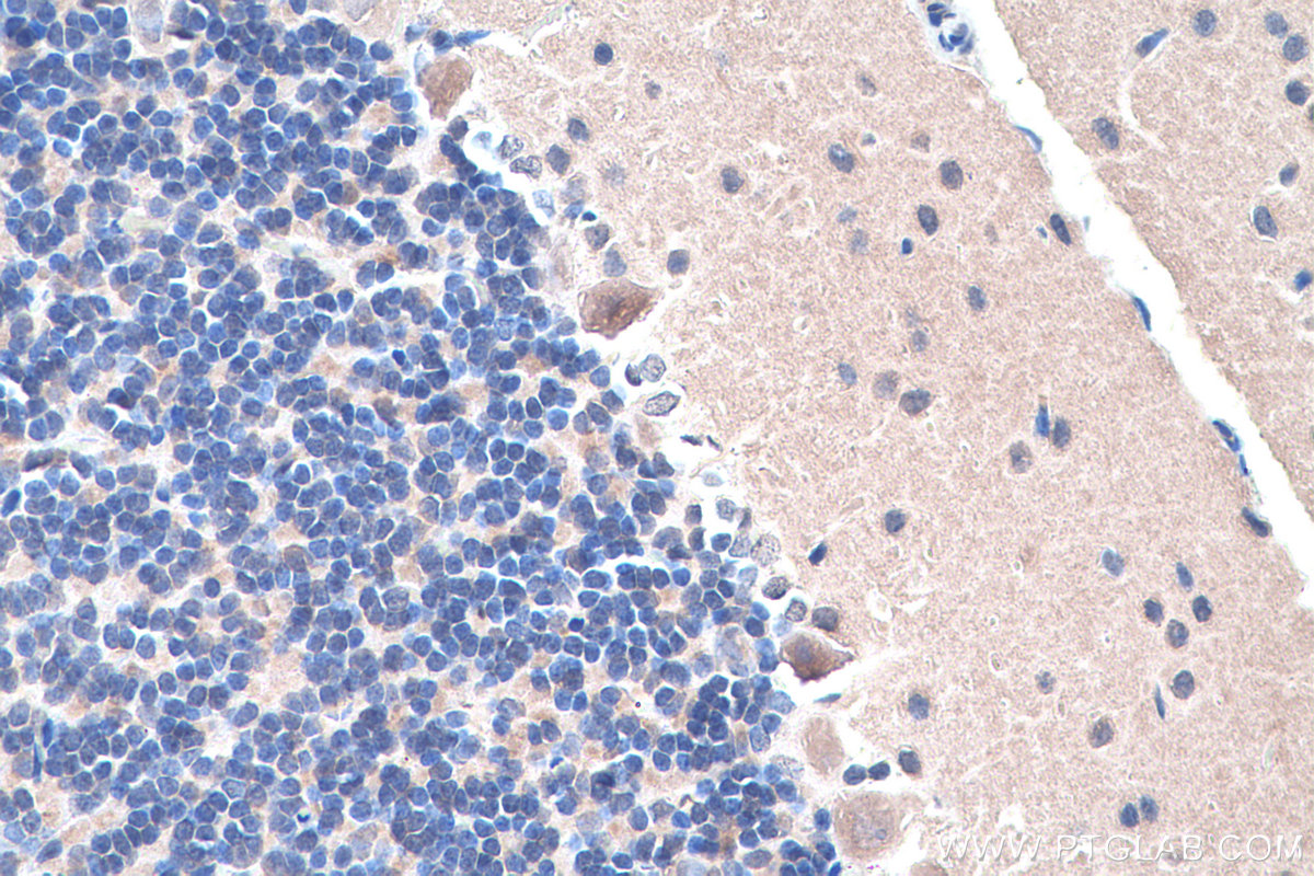 IHC staining of rat cerebellum using 67337-1-Ig