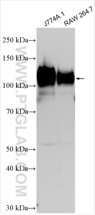 WB analysis using 31952-1-AP