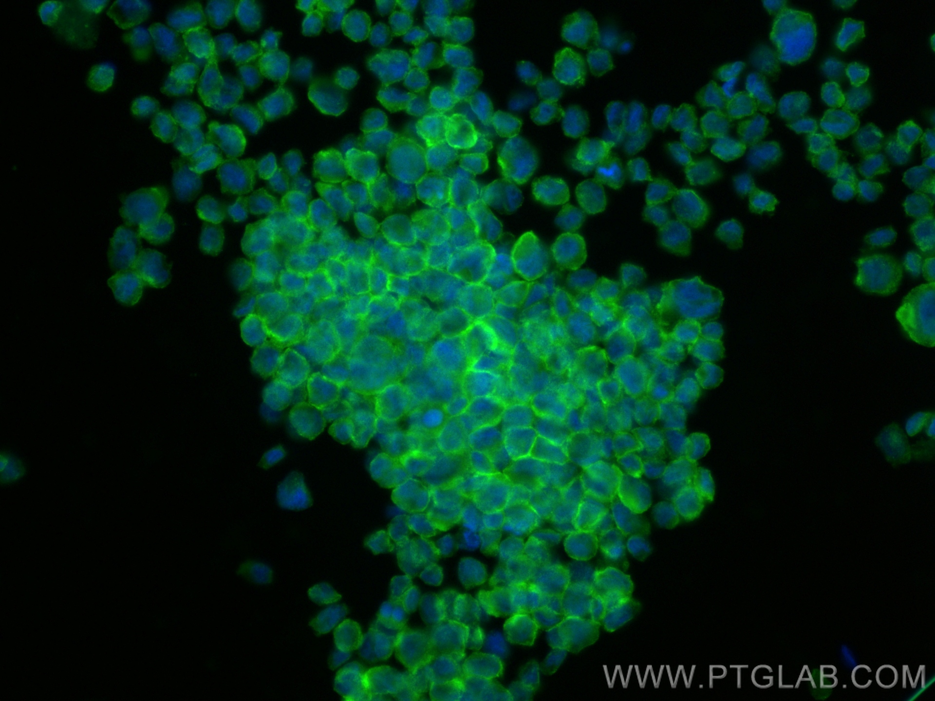 IF Staining of THP-1 using 14482-1-AP