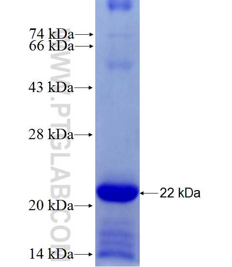 SIRPG fusion protein Ag27682 SDS-PAGE