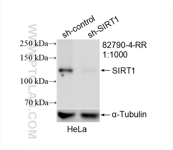 WB analysis of HeLa using 82790-4-RR