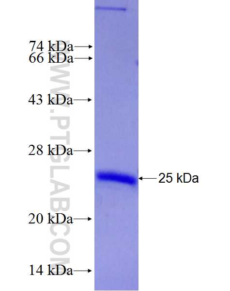 SIRT4 fusion protein Ag28011 SDS-PAGE