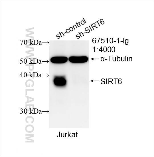 WB analysis of Jurkat using 67510-1-Ig