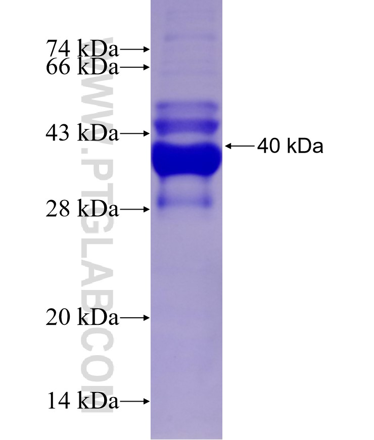 SIRT6 fusion protein Ag29163 SDS-PAGE