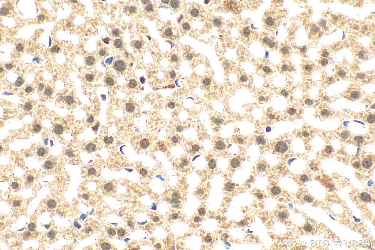 IHC staining of mouse liver using 12994-1-AP