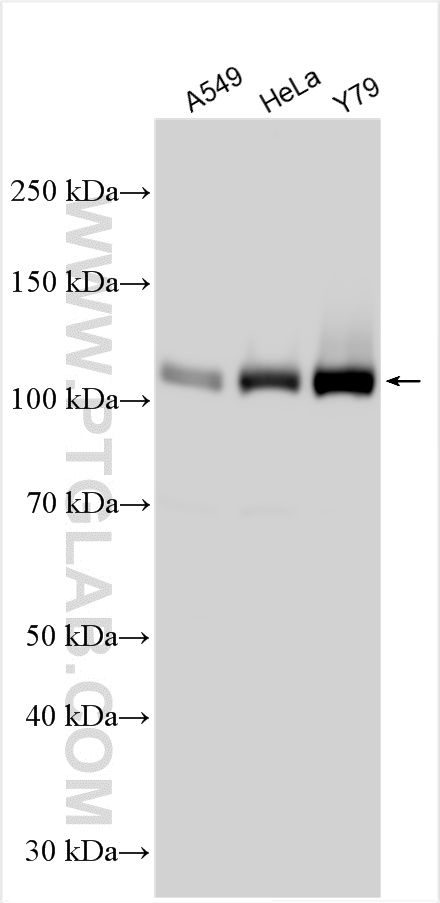 WB analysis using 22938-1-AP