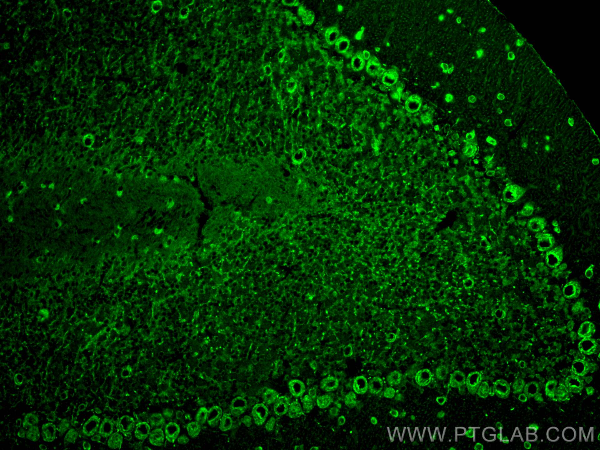 IF Staining of mouse cerebellum using 55370-1-AP