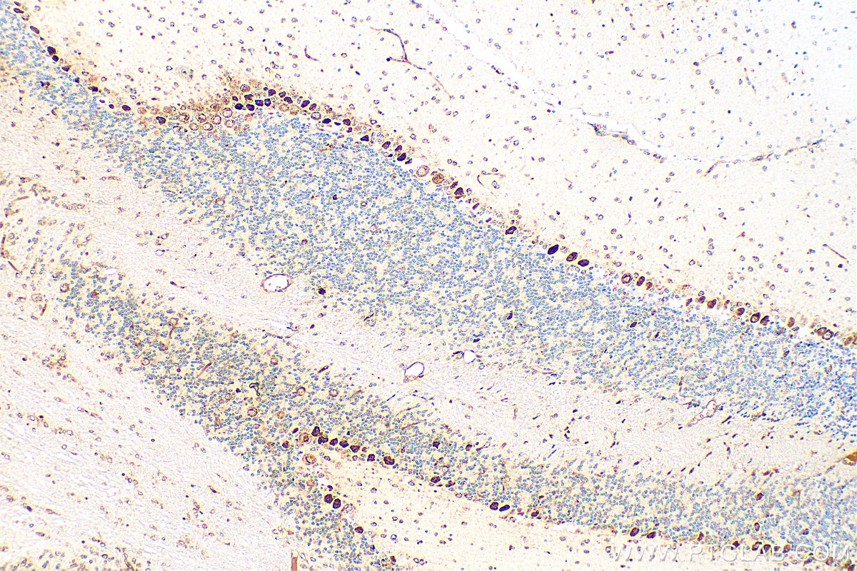 IHC staining of mouse cerebellum using 55370-1-AP